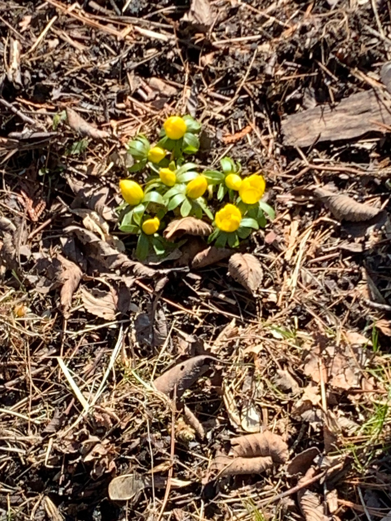 Buttercups in bloom