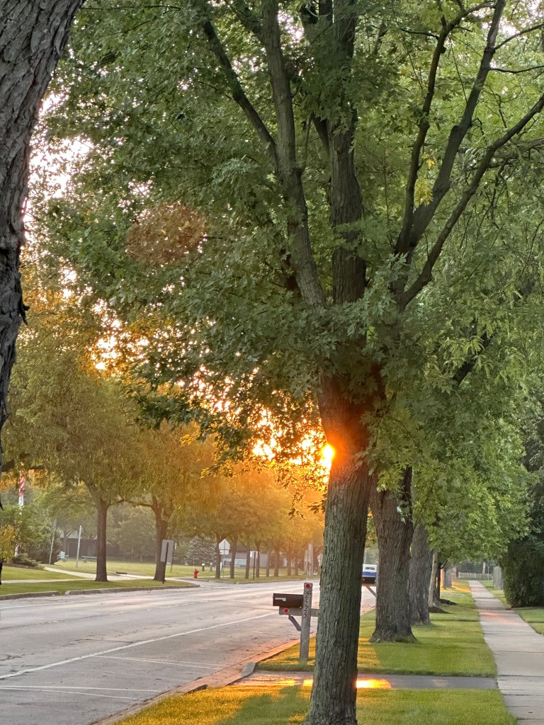 Sunrise on a street with trees