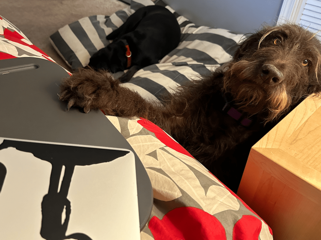 Picture of one dog with paw on lap desk, the other in dog bed