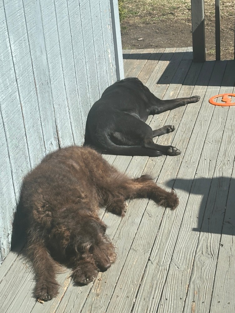 Dogs laying in sunshine