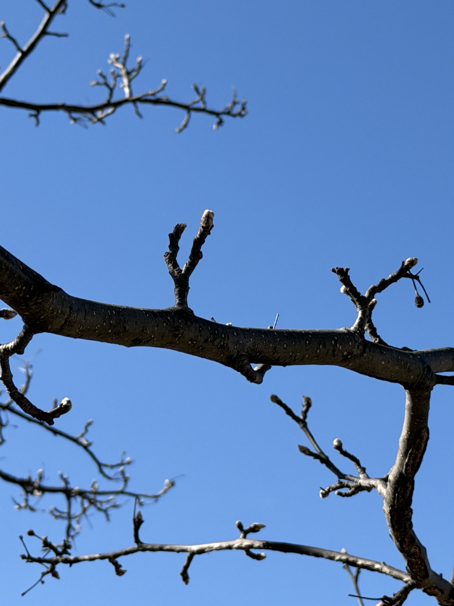 Photo of buds against the sky