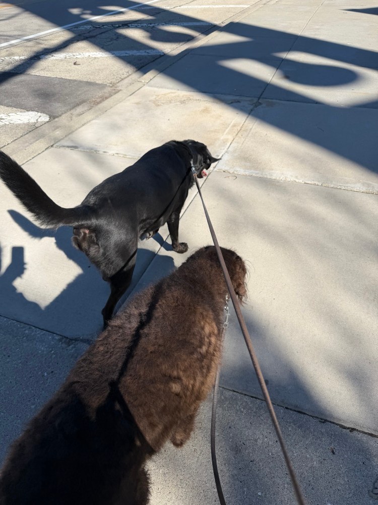 Photo of dogs walking