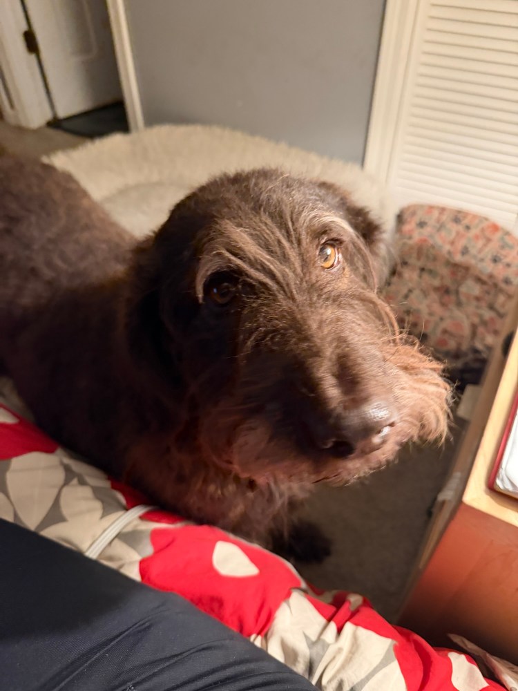 Picture of dog looking at camera